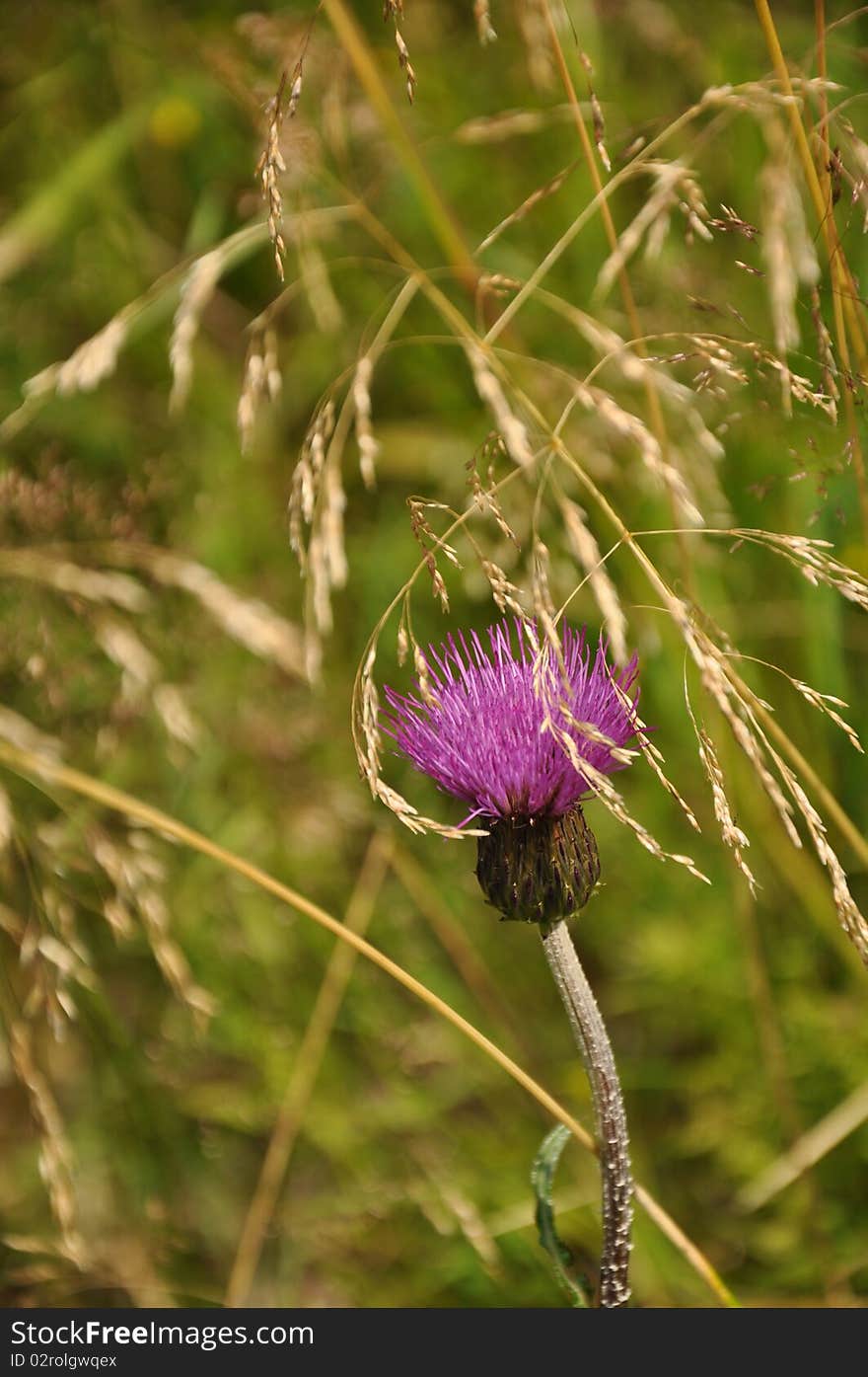 View at summer flower in the middle of meadow