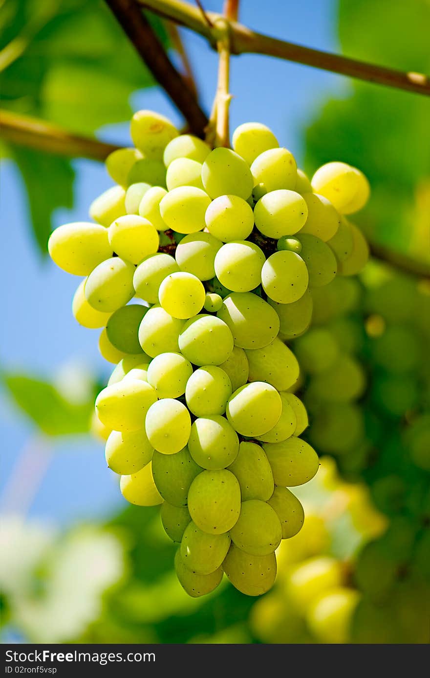 Bunch of grapes on a background of the blue sky and green leaves