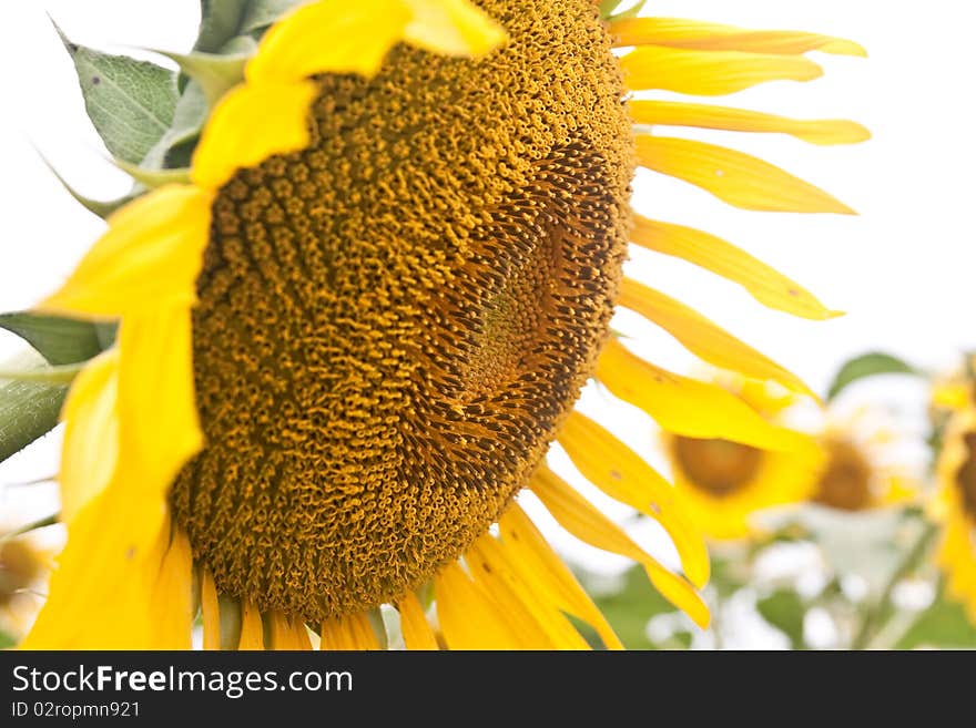 Sunflower in Saraburi Province in Thailand.