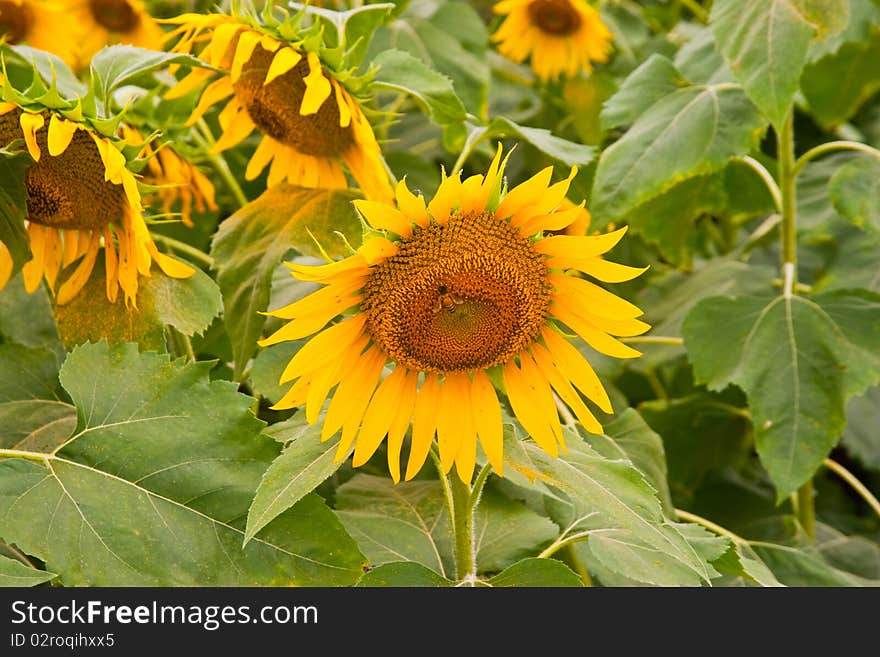 Sunflower in Saraburi Province in Thailand.