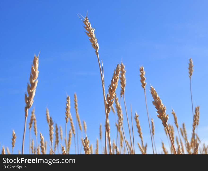 Landscape with golden wheat field and blue sky. Landscape with golden wheat field and blue sky