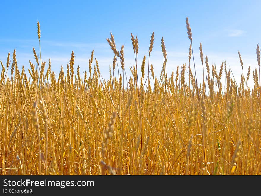 Yellow grain ready for harvest