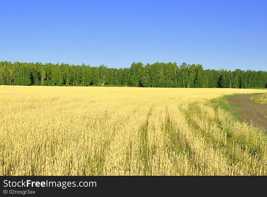 Landscape with wheat field on blue sky