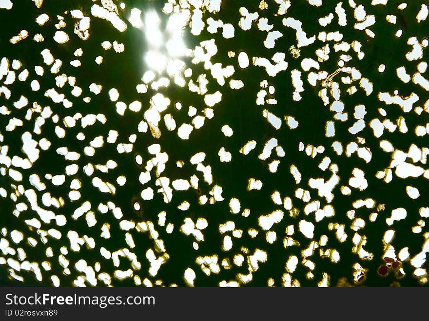 The sheet of a plant made a hole by insects close up on a white background. The sheet of a plant made a hole by insects close up on a white background