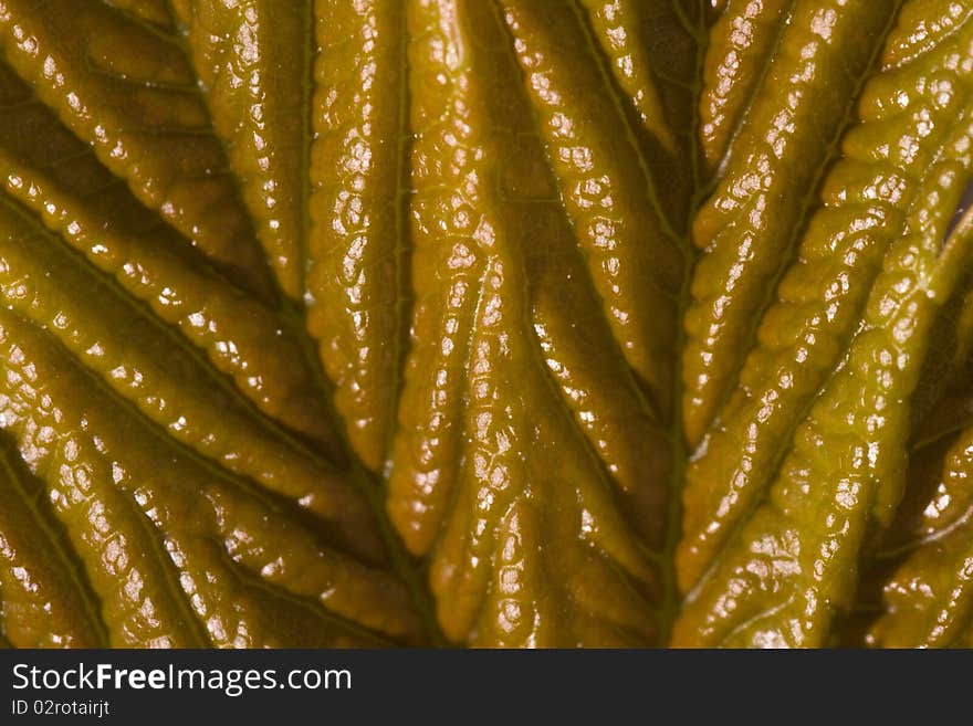 Texture of a green leaf as background