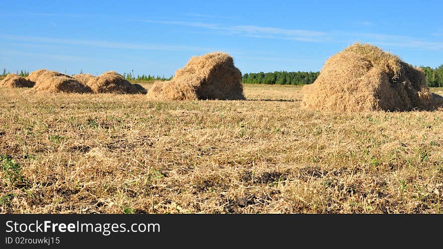 Haystack on the meadow in sunny day