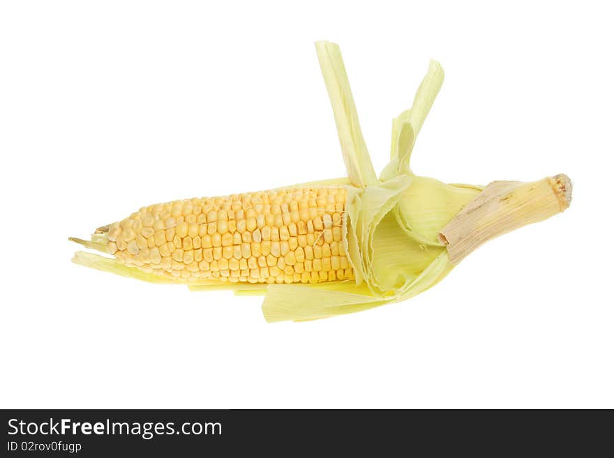 Fresh corn on the cob isolated against white