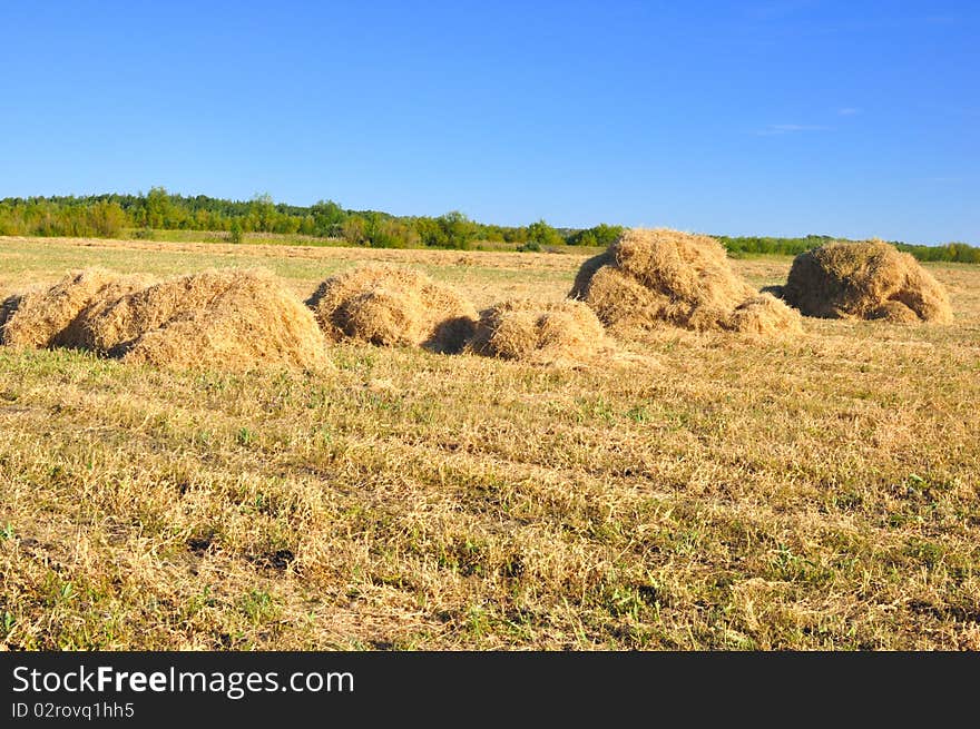 Haystack on the meadow in sunny day