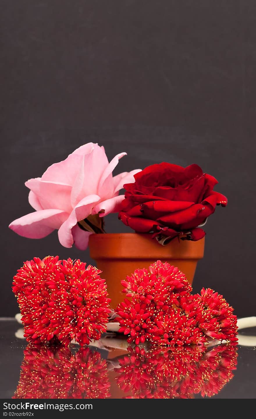 Roses And Desert Cactus Flowers with Reflection