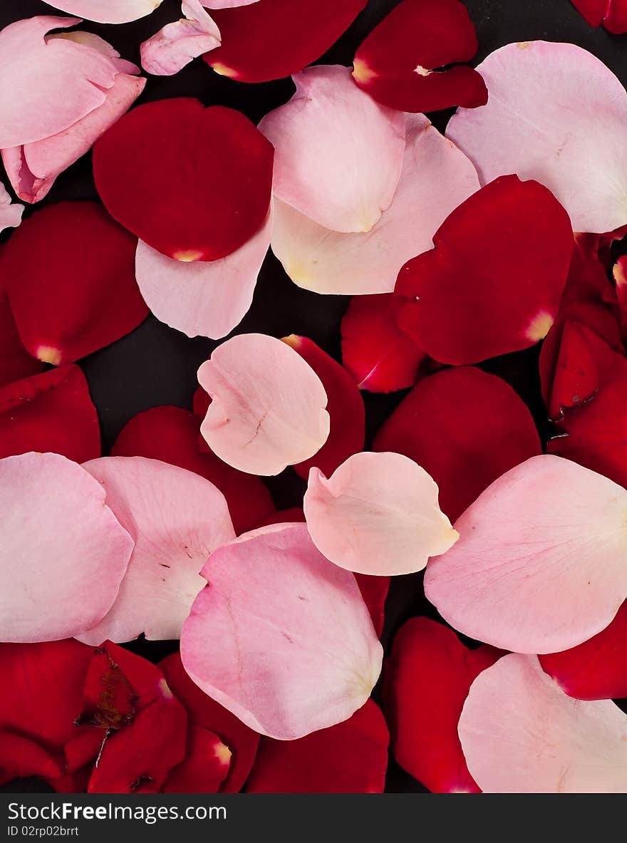 Rose Petal Background