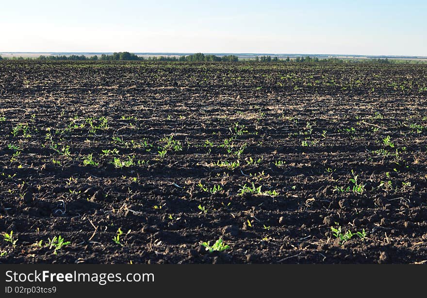 Fertile, plowed soil of an agricultural field against blue sky