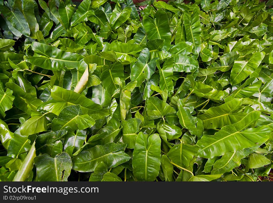 Leaf green leaf in the heart of Thailand