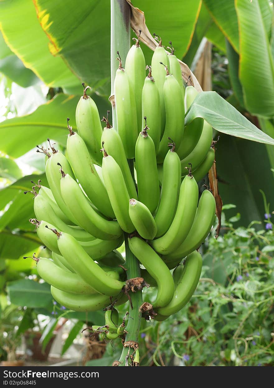 Bananas