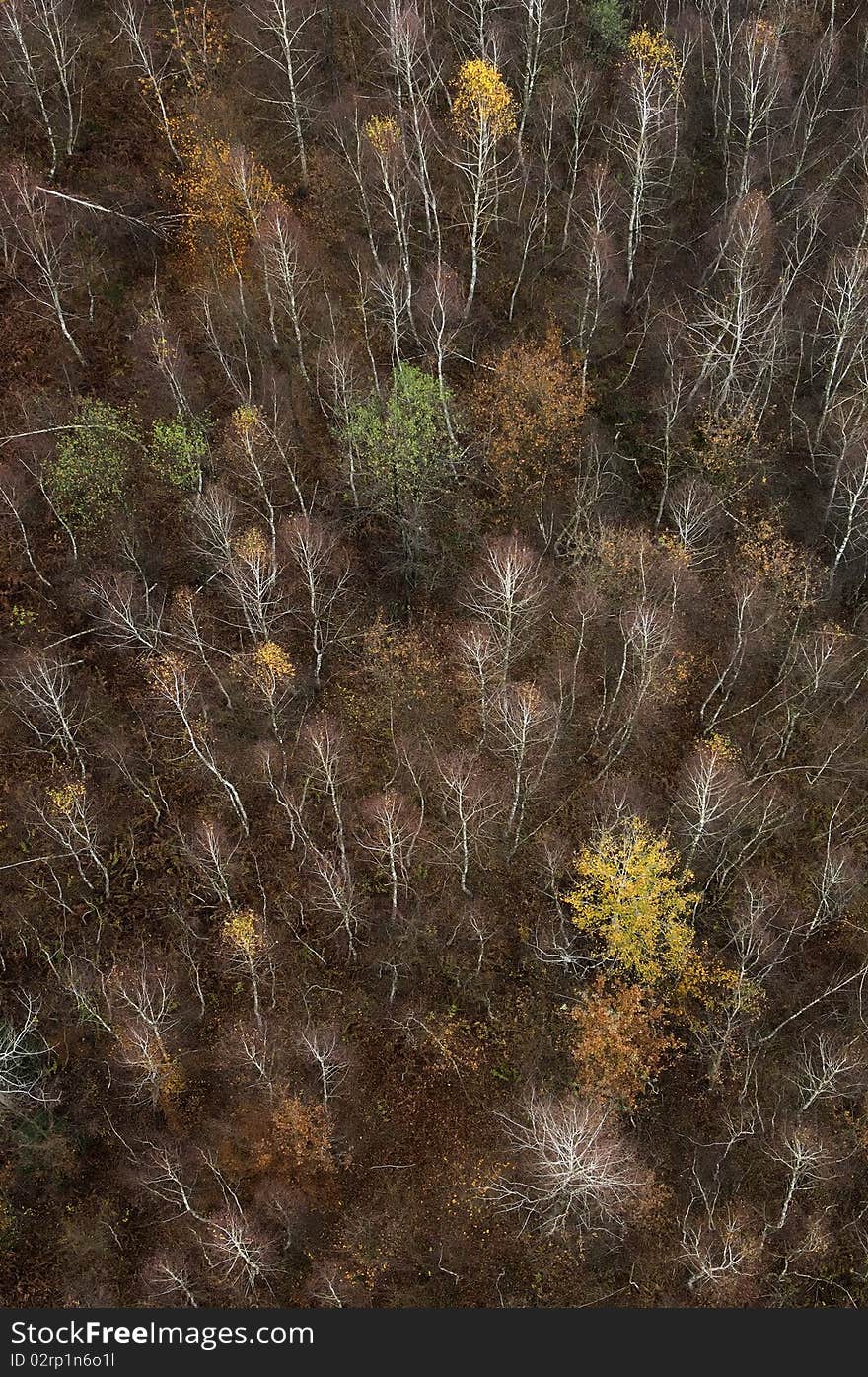 View on the trees of the autumn forest from above.