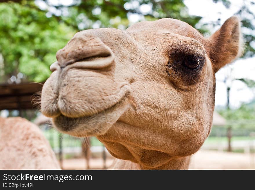 Camel S