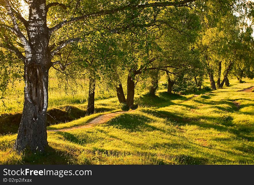 Birch avenue on sunset background