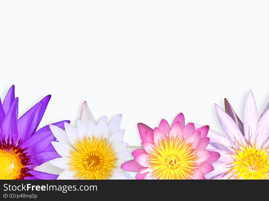 Multi color of lotus background. Multi color of lotus background.