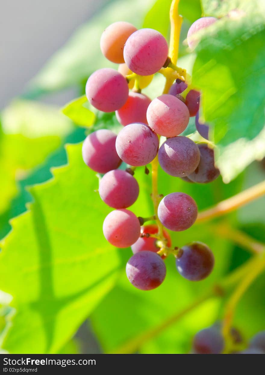 Red bunches of grape in the vineyard before the harvest