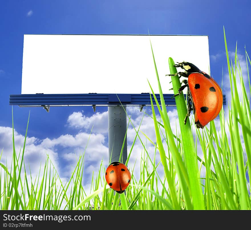 Big blank billboard in fresh grass with ladybugs