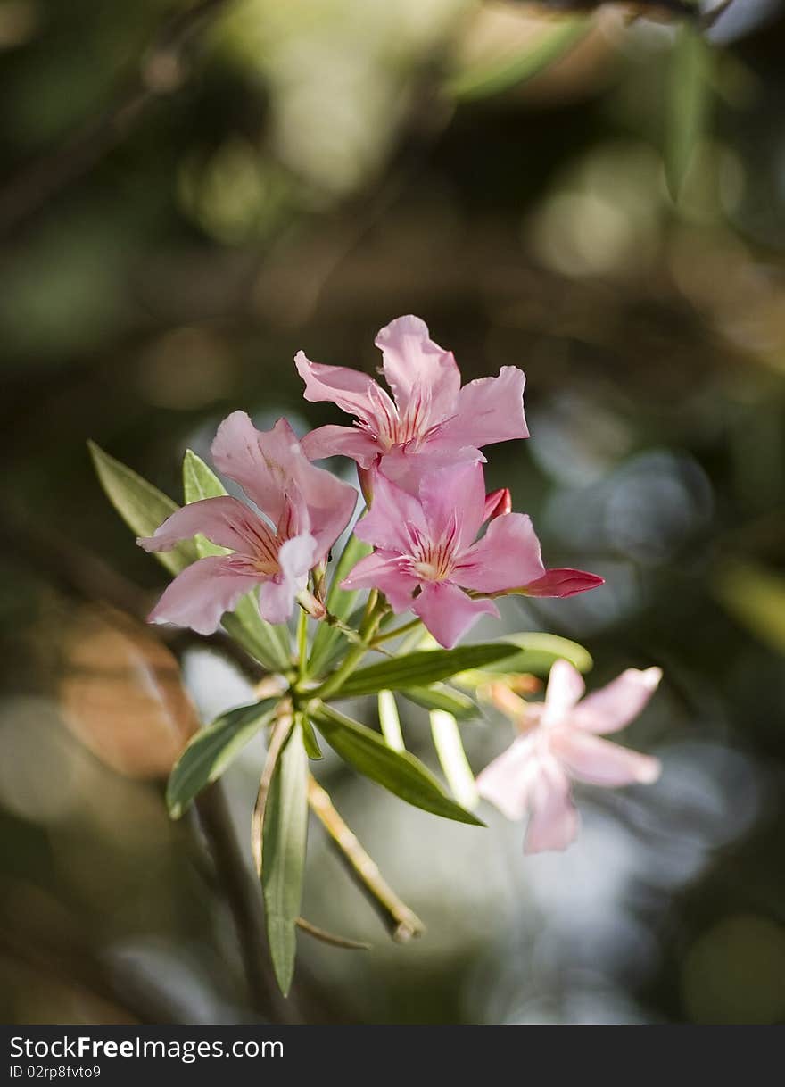 Oleander heights