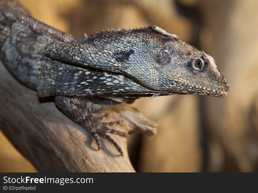 side portrait of a Frilled Lizard (Chlamydosaurus kingii)