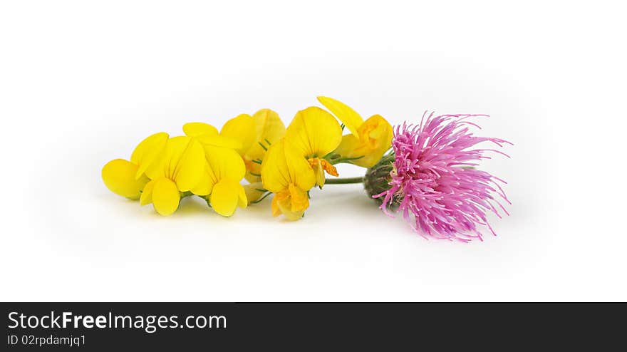 Bright beautiful flowers