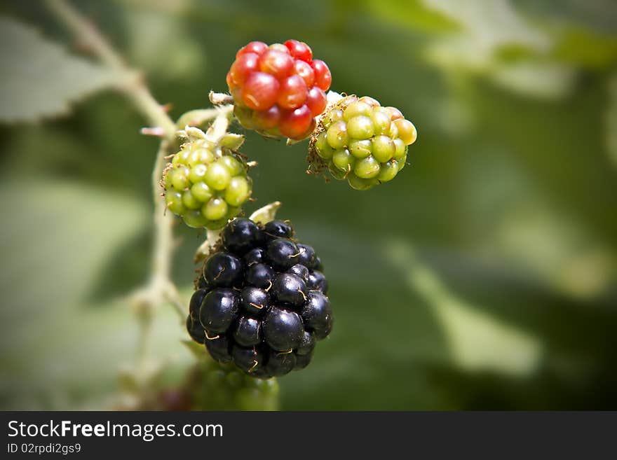 Blackberry Ready To Eat