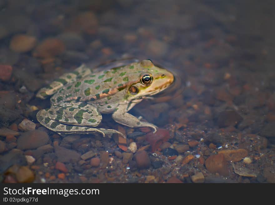 Frog in water