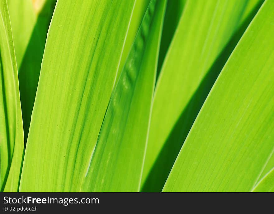 Green leaves texture. Beautiful seasonal background. Perfect color. Green leaves texture. Beautiful seasonal background. Perfect color.