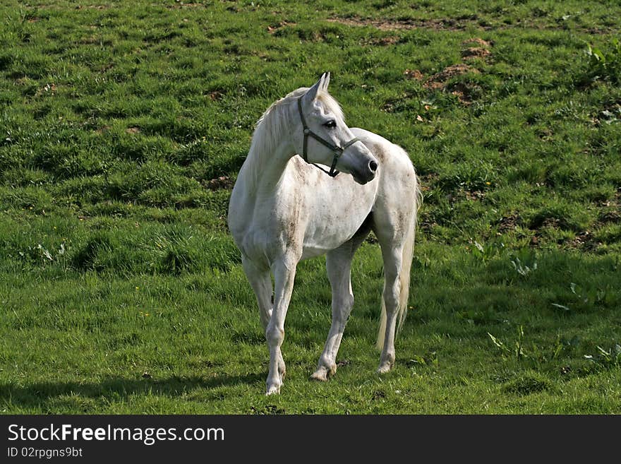 Arabian horse on a meadow in Lower Saxony, Germany, Europe