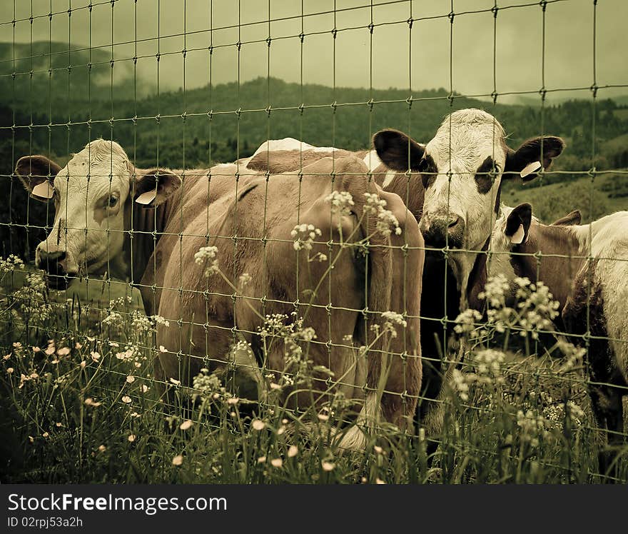 Cows in barn.