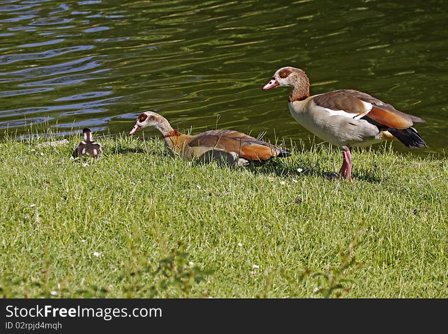 Egyptian Goose (Alopochen aegytiacus) with a young animal at the pond in Germany, Europe. Egyptian Goose (Alopochen aegytiacus) with a young animal at the pond in Germany, Europe