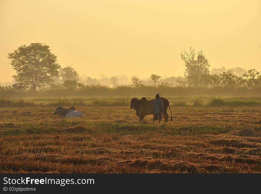 Foggy rice field in winter season ,Thailand