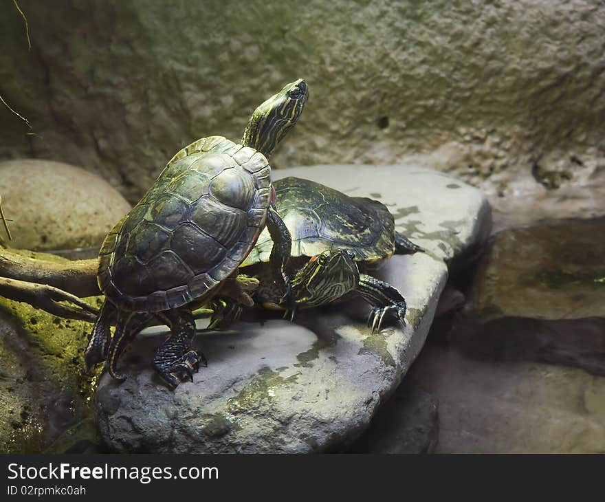 Pond turtles sit on the rock