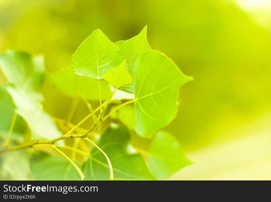 Fresh And Green Leaves