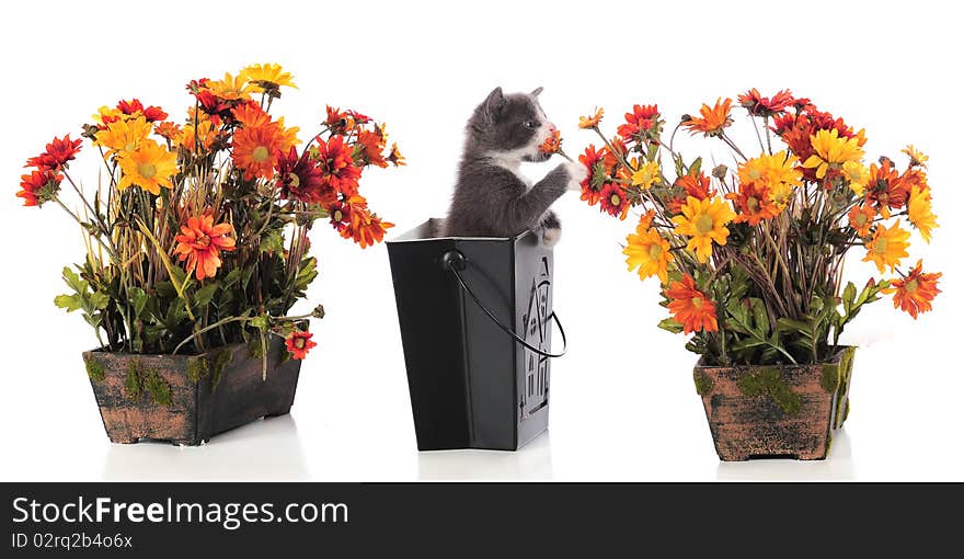 An adorable kitten standing in a Halloween container sniffing potted fall flowers. Isolated on white. An adorable kitten standing in a Halloween container sniffing potted fall flowers. Isolated on white.