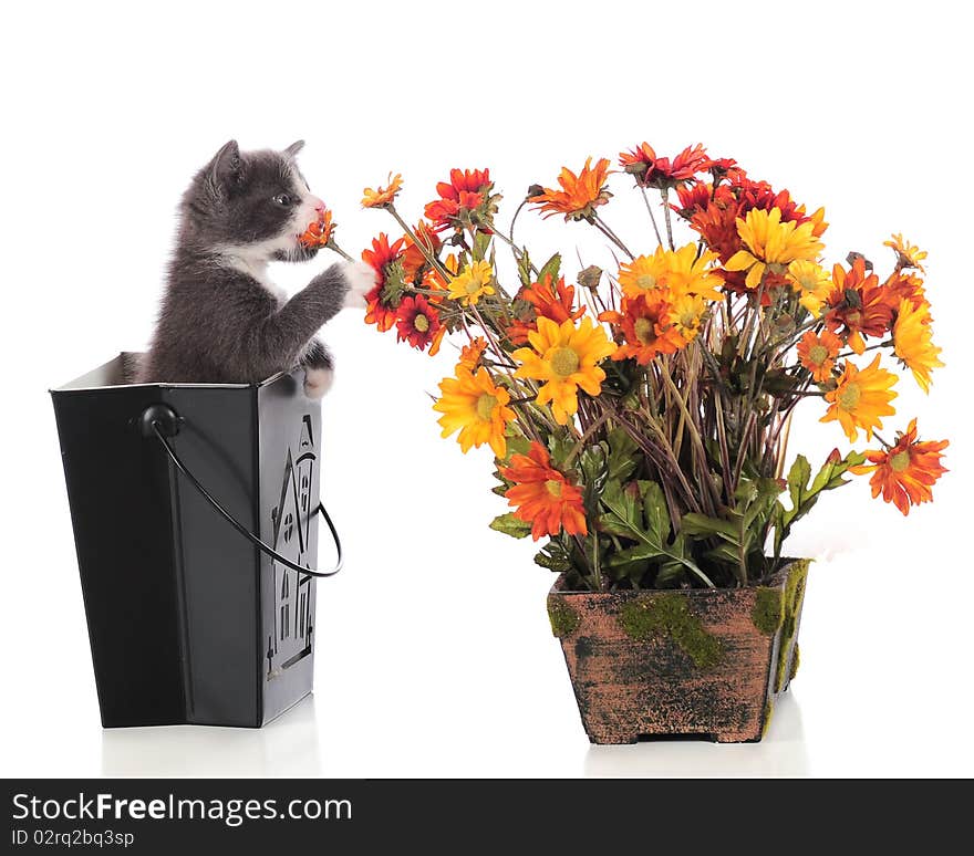 Kitty Sniffing Posies