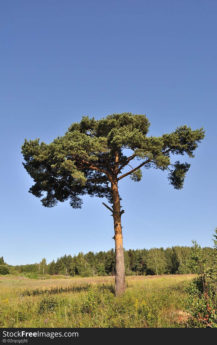 Solitary Pine Tree At Forest Edge