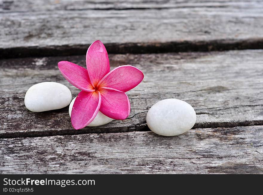 Tropical frangipani on weathered wood