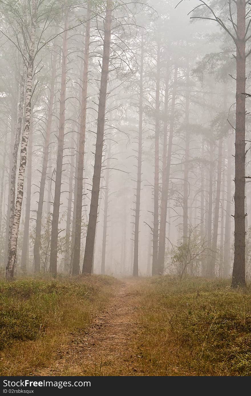 Smog  In Forest