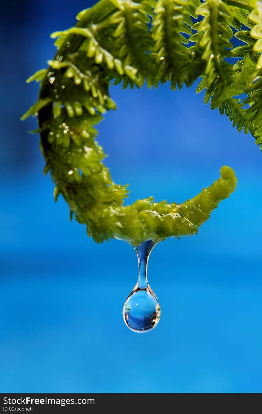 A single drop of water drips from a fern frond. There is a blue background. A single drop of water drips from a fern frond. There is a blue background