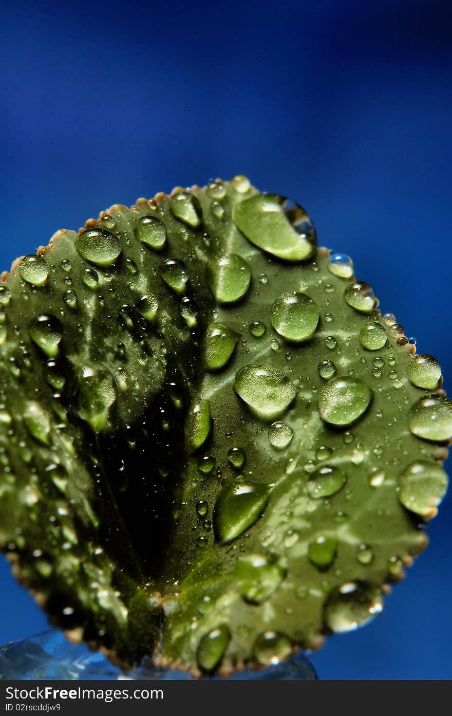 Multiple water drops seem to be suspended on a green leaf. There is a blue background. Multiple water drops seem to be suspended on a green leaf. There is a blue background.