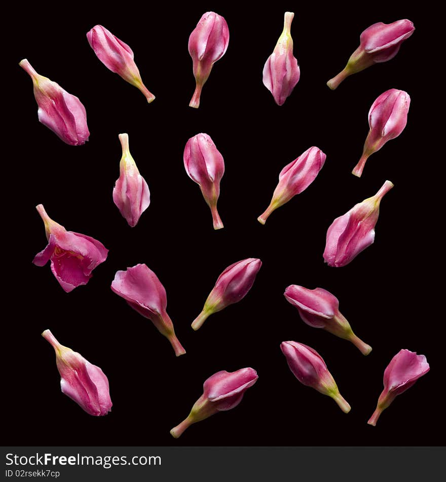 Pink flower buds isolated with clipping path