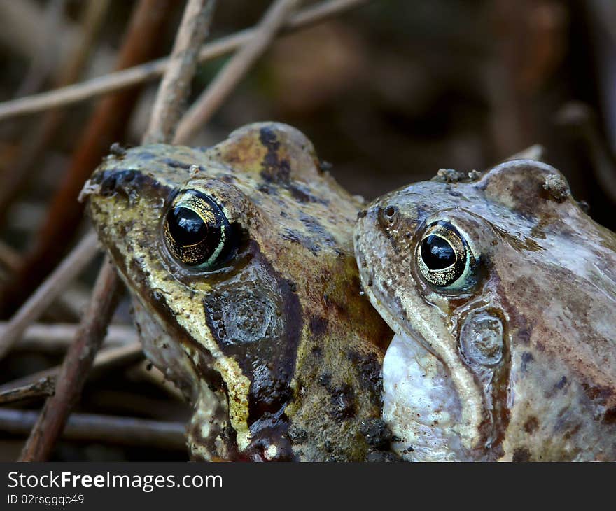 Two frogs. Spring. Love.