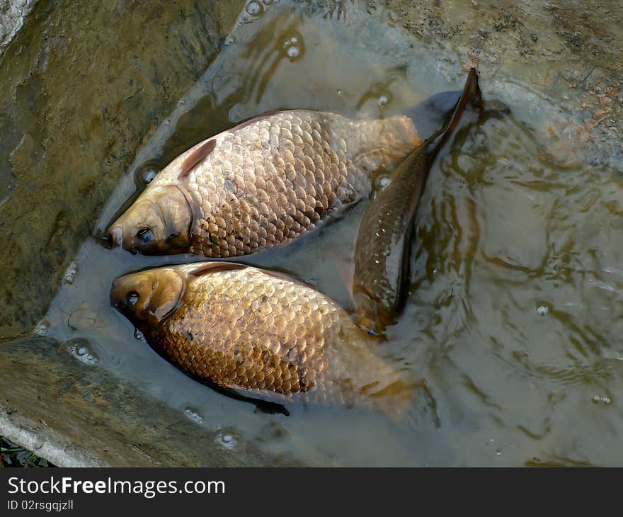 Crucians lying on one side in shallow water. Crucians lying on one side in shallow water.