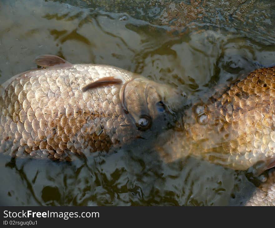 Crucians lying on one side in shallow water. Crucians lying on one side in shallow water.