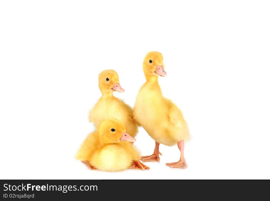 Three little yellow fluffy ducklings isolated. Three little yellow fluffy ducklings isolated