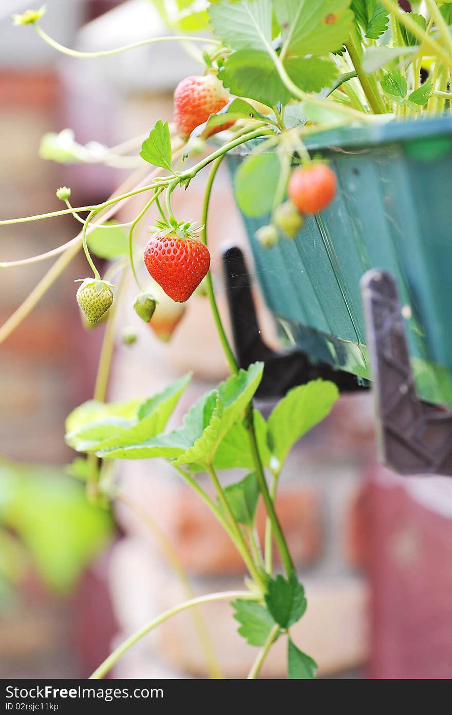 Wild strawberry bush in green flowerpot. Wild strawberry bush in green flowerpot