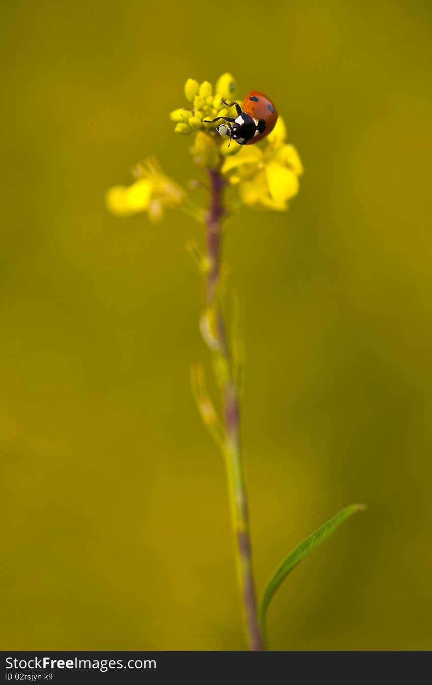 Spotted ladybird climbs mustard plant for lunch