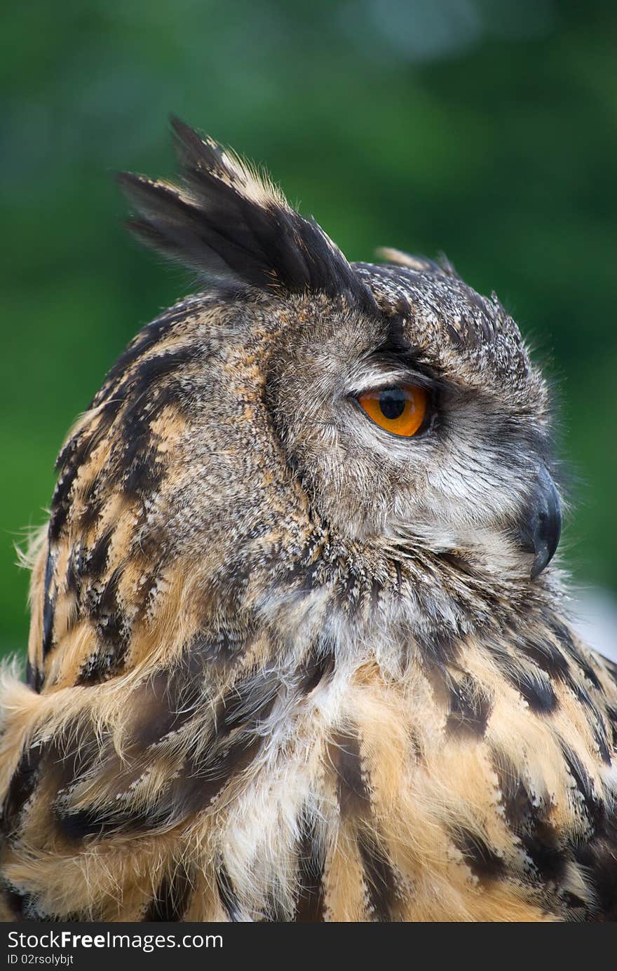 Owl Looking Sideways